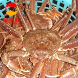 聚福鲜鲜活海鲜 北朝鲜进口鲜活 野生鲜活大板蟹1KG\/只 籽蟹 雪蟹肉质细腻肥厚怎么样-聚福鲜鲜活海鲜 北朝鲜进口鲜活 野生鲜活大板蟹1KG\/只 籽蟹 雪蟹肉质细腻肥厚好不好、购买心得 -国美在线