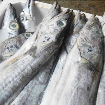 新鲜带鱼 2斤左右/条 高档海捕鱼 野生深海刀鱼牙带鱼